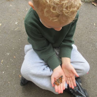 Butterflies in the Nursery